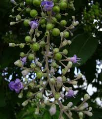Tanaman legundi memiliki bunga berwarna ungu yang cantik. Pokok Lagundi Wikipedia Bahasa Melayu Ensiklopedia Bebas