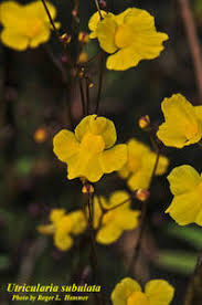 Image result for Utricularia scandens