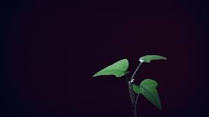 Wallpaper Green Leaves Plants Black Background 1920x1200 Hd Picture Image 13631 viewssea waves, spray, beach, rocks, sun.