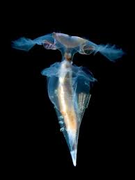 See Through Animal Photos Translucent Creatures Wallpapers Download Photos National Geographic Deep Sea Creatures Sea Creatures Beautiful Sea Creatures