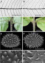 Image result for Stegnogramma