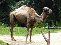 In order to fulfil the requirements of feeding, animals could. Camels Facts Types Pictures Live Science