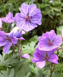 Image result for Geranium