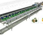 Fruit processing machine, vegetable sorter manufacturer