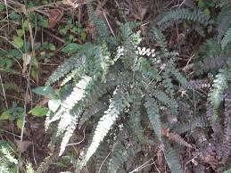 Image result for Adiantum hispidulum