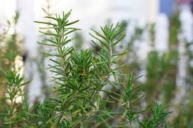 Rosemary leaves are a very good addition to cleansing baths. Rosemary Plants Care And Growing Guide