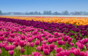 Dive into the story of dutch flowers, meet growers and florists, and discover the best insider tips. Enjoy Colorful Tulip Routes In Flevoland Heavenly Holland