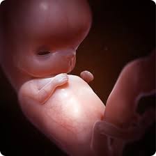 Bébé à la fin du 6 ème mois de grossesse. Le Developpement Du Foetus En Images Naitre Et Grandir