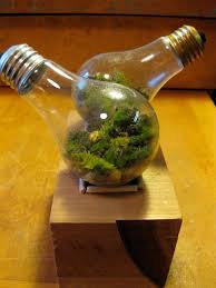 Light Bulb Terrarium With Moss A Fun Light Bulb Project You Can Also Try Your Hand At A Light Bulb Light Bulb Terrarium Light Bulb Art Terrarium Centerpiece