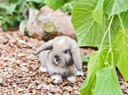 Wir haben baby kaninchen zu verkaufen! Freche Schlappohrkaninchenbabys Wollen Ausbuxen