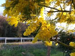 Festeggiare l'8 marzo non è semplice: Frasi Auguri Festa Della Donna
