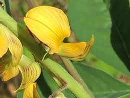 Image result for Crotalaria distans