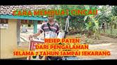 Barbata myers.) tanaman merambat, daun berwarna hijau pucat dengan rambut di atas permukaannya. Cara Membuat Cincau Hijau Perdu Cincau Organik Youtube