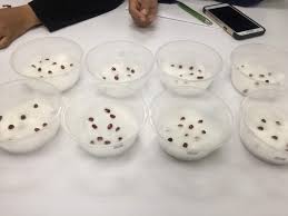 Benih pepaya agro buah sudah mengandung perangsang tumbuh didalamnya secara alami. Amali Minggu 5 Percambahan Biji Benih 8 10 18