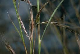 Image result for Hyparrhenia quarrei