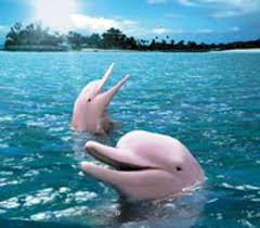 Rbi 10 Fun Facts About Dolphins That You Never Knew Pink Dolphin Pink River Dolphin Fun Facts About Dolphins