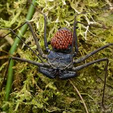 Image result for Amblygonocarpus