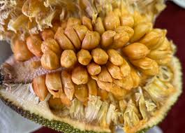 Image result for Artocarpus heterophyllus