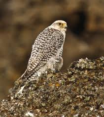 Birds Of Prey Animals Wiki Gyrfalcon Wikipedia National Animal Birds