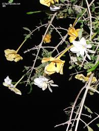 Image result for Gardenia subacaulis