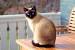 Long Hair Siamese Kitten