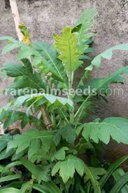 Image result for Bocconia