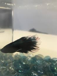 Betta fish are beautiful aquarium fish, and they are also found in many homes. My Newly Bought Black Orchid Baby Betta Is Turning Red On His Fins He Is Starting To Make Bubbles And Seems Happy But I Ve Had Betta S Before But Never Seen This Color