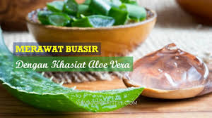 Pelbagai kaedah terbaik hilangkan masalah gegata yang menyeksakan anda! Merawat Buasir Dengan Aloe Vera Tulen Yang Distabilkan Ohcantik Com