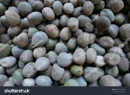 Image result for Guilandina bonduc