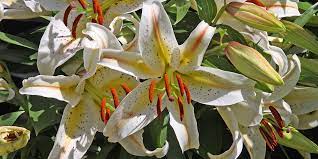 We did not find results for: Poisonous Plants International Cat Care