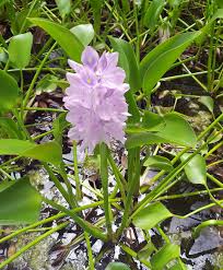 Image result for Pontederia crassipes