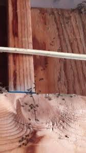 Are you looking to buy a tax lien in rochester nh 03867? Dependable Pest Solutions Home Facebook