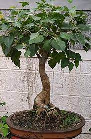 Synergy Paras Peepal Bonsai Plant Live Peepal Ficus Religiosa Pre Bonsai Air Purifier Plant With Bonsai Pot Amazon In Garden Outdoors