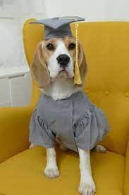 Pet Graduation Cap And Gown Dog Cap And Dog By Woofsandruffles Graduation Cap And Gown Dog Clothes Puppy Lover
