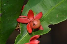 Image result for Rhabdophyllum