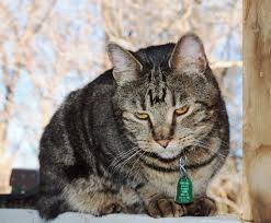 As pets decompose, they emit gases other animals can smell. When You Have To Say Goodbye How To Properly Bury A Pet 8 Steps With Pictures Instructables