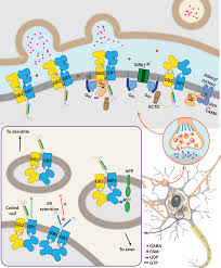 Nudism and naturism family photo gallery # 1 download. Molecular Mechanisms Of Metabotropic Gabab Receptor Function Science Advances
