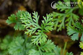 Panama $10 medinilla sedifolia $15 pellionia pulchra $10 Davallia Parvula A Mini Epiphytic Vining Fern Which Is Great For Terrariums It S Relatively Easy To Grow And Resilient Moist Humid Low To Medium Light Sphagnum Works Well For Substrate This One
