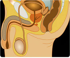 It's easy and just four steps that you should repeat once a month. Testicular Self Examination How To Do Faqs