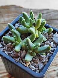 Image result for Hereroa