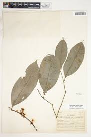 Image result for Pleiocarpa