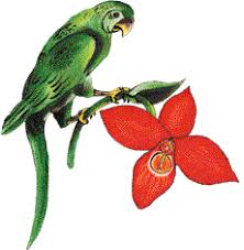 Image result for Podangis