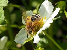 Image result for květopas jahodníkový