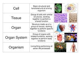 Cells Organs Tissues Card Sort Teaching Resources