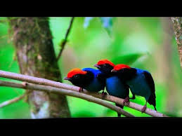Bird Of Paradise Mating Dance Netflix Our Planet Bird Mating Dance Funny David Attenborough Youtube Birds Of Paradise Bird Funny