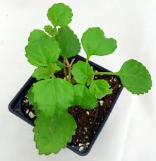 Image result for Plectranthus verticillatus