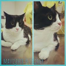 Cok Havalisin Agir Abi Kedi Guzelkedi Guzel Kediler Kedi Hayvan