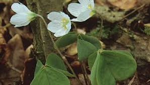 Image result for Oxalis corniculata