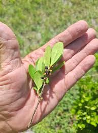 Image result for Flabellaria paniculata