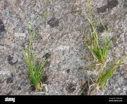 Image result for Subularia